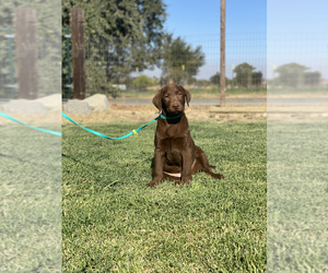 Labrador Retriever Puppy for sale in GERBER, CA, USA