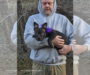 American Bully Puppy for sale in BIG STONE GAP, VA, USA