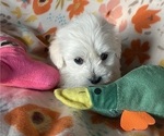 Puppy Jolliet ON HOLD Coton de Tulear