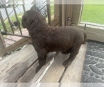 Small #4 Labradoodle