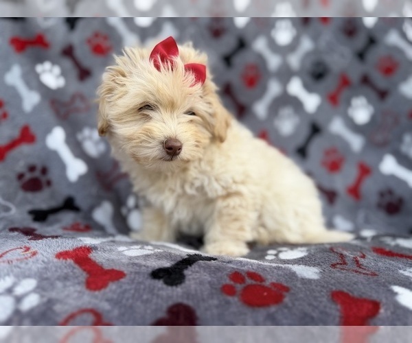 Medium Photo #5 Havapoo Puppy For Sale in LAKELAND, FL, USA