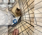 Puppy Ella Yorkshire Terrier