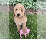 Small Photo #6 Goldendoodle-Poodle (Miniature) Mix Puppy For Sale in RICHMOND, IL, USA