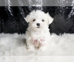 Puppy Angel AKC Maltese
