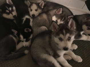 Siberian Husky Puppy for sale in CLEVELAND, OH, USA