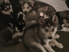 Small Photo #1 Siberian Husky Puppy For Sale in CLEVELAND, OH, USA