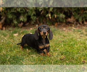 Dachshund Puppy for sale in NAPPANEE, IN, USA