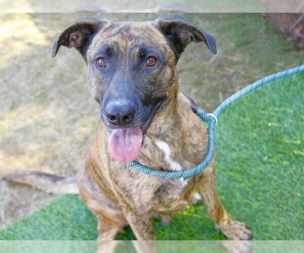 Medium Photo #2 Holland Shepherd-Unknown Mix Puppy For Sale in Tallahassee, FL, USA