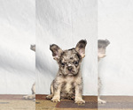 Small #14 French Bulldog