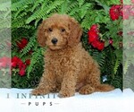 Small #1 Cavapoo