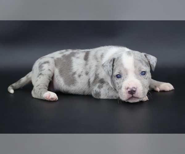 Medium Photo #1 American Bully Puppy For Sale in CHAMPAIGN, IL, USA