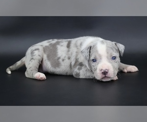 American Bully Puppy for sale in CHAMPAIGN, IL, USA