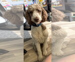 Small #1 Poodle (Standard)