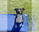 Small #6 Bullboxer Pit