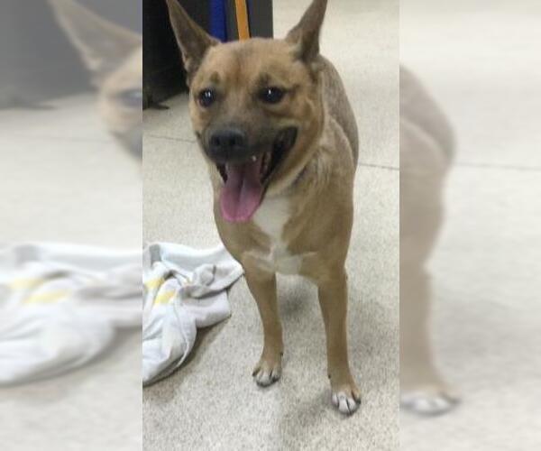 Medium Photo #1 Mutt Puppy For Sale in Riverside, CA, USA