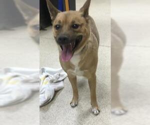 Mutt Dogs for adoption in Riverside, CA, USA