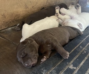 Labrador Retriever Puppy for sale in GAINESVILLE, FL, USA