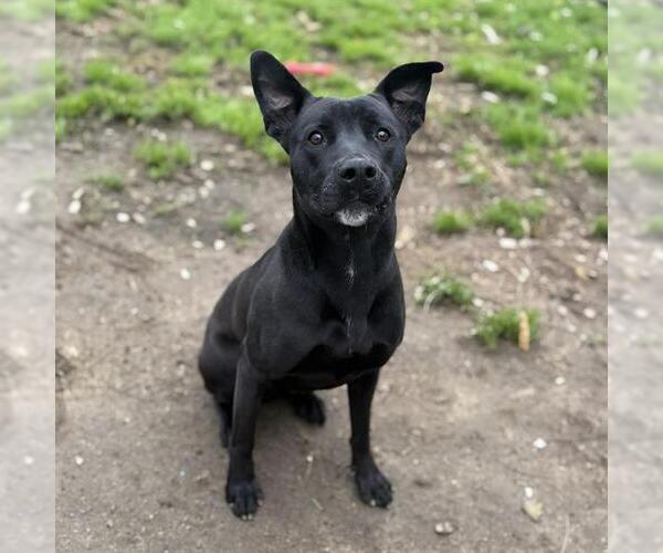 Medium Photo #1 Mutt Puppy For Sale in Modesto, CA, USA