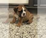 Small Photo #10 Bulldog Puppy For Sale in BOWLING GREEN, KY, USA