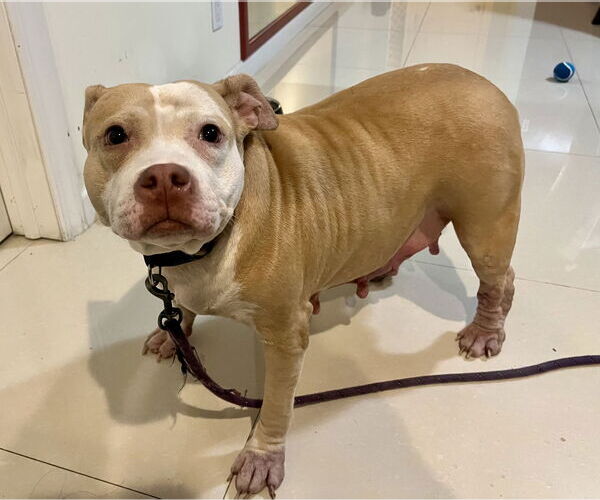 Medium Photo #6 Staffordshire Bull Terrier-Unknown Mix Puppy For Sale in Staten Island, NY, USA