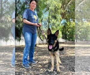 Trapper - Male German Shepherd Dog Dog for Adoption - Photo #3