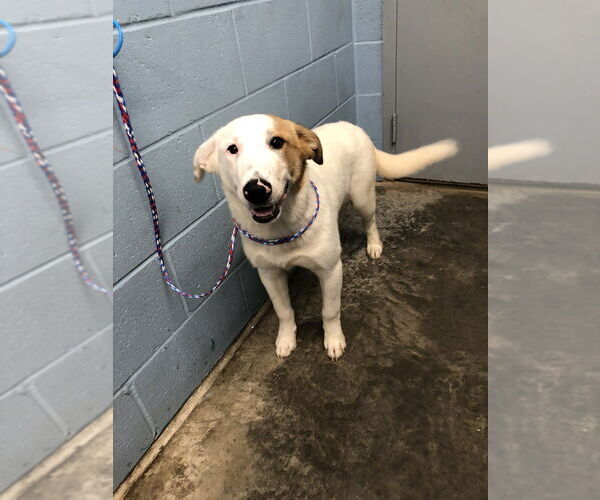 Medium Photo #1 Labrador Retriever-Unknown Mix Puppy For Sale in Evansville, IN, USA