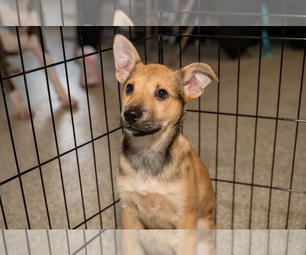 Medium Photo #2 Jack Russell Terrier-Unknown Mix Puppy For Sale in St. Louis Park, MN, USA
