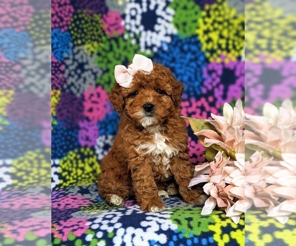 Medium Photo #3 Poodle (Miniature) Puppy For Sale in NEW PROVIDENCE, PA, USA
