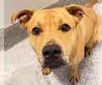 Small #1 American Pit Bull Terrier Mix