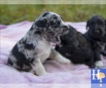Puppy 3 Australian Shepherd-Poogle Mix