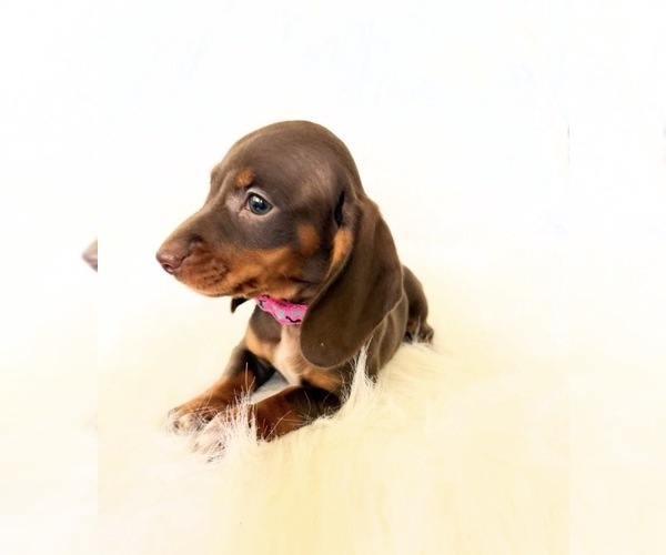 Medium Photo #8 Dachshund Puppy For Sale in DAVIS, CA, USA