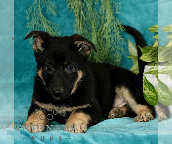 Medium Photo #1 German Shepherd Dog Puppy For Sale in PARADISE, PA, USA