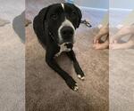 Small Photo #2 Labrador Retriever-Unknown Mix Puppy For Sale in Holly Springs, NC, USA