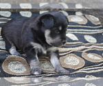 Small #2 Alaskan Klee Kai-Pomeranian Mix