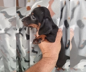 Dachshund Puppy for sale in SOUTH HAVEN, KS, USA