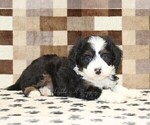 King - Male Bernedoodle (Miniature) Puppy for Sale - Photo #2
