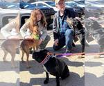 Small Photo #11 Labrador Retriever-Unknown Mix Puppy For Sale in Mount Laurel, NJ, USA