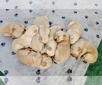 Small #1 Golden Retriever