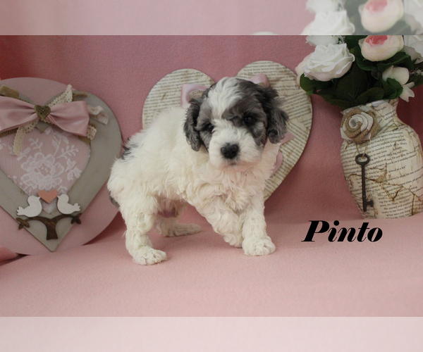 Medium Photo #9 Poodle (Toy) Puppy For Sale in CHANUTE, KS, USA