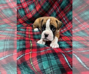 Boxer Puppy for sale in CLAREMORE, OK, USA
