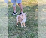 Small Miniature Australian Shepherd