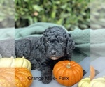 Puppy 6 Goldendoodle-Poodle (Miniature) Mix
