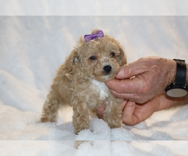 Medium Photo #31 Poodle (Toy) Puppy For Sale in DYERSBURG, TN, USA