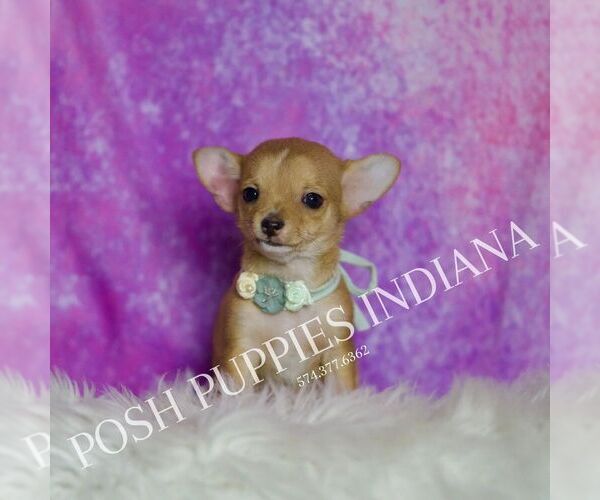 Medium Photo #6 Chihuahua Puppy For Sale in WARSAW, IN, USA