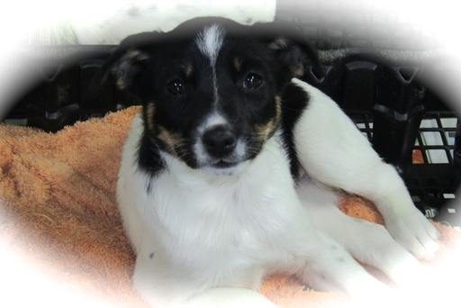 Medium Photo #1 Border Collie-Rat Terrier Mix Puppy For Sale in HAMMOND, IN, USA