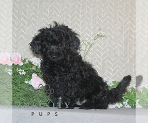 Cavapoo Puppy for sale in RISING SUN, MD, USA
