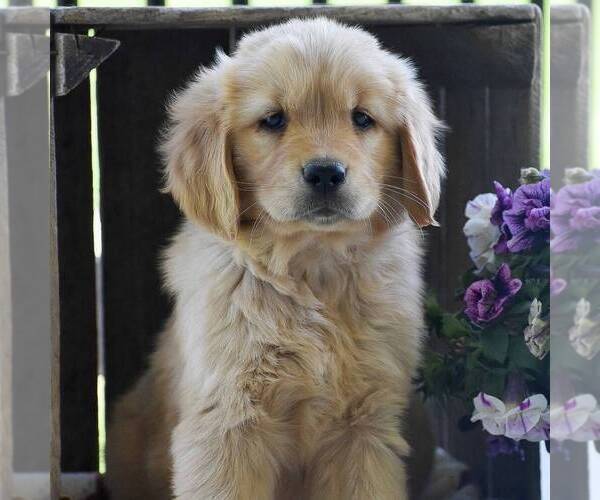 Medium Photo #1 Golden Retriever Puppy For Sale in PARADISE, PA, USA