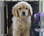 Small Photo #1 Golden Retriever Puppy For Sale in PARADISE, PA, USA