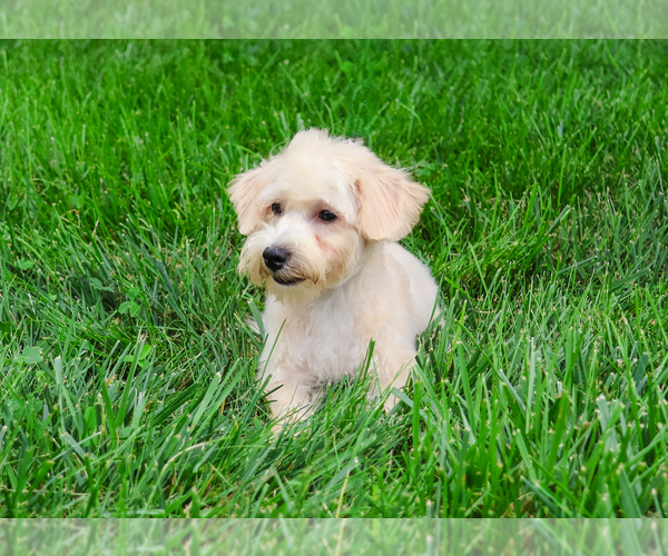 Medium Photo #8 Poodle (Toy)-West Highland White Terrier Mix Puppy For Sale in SYRACUSE, IN, USA