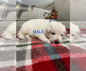 German Shepherd Dog Puppy for sale in ALACHUA, FL, USA